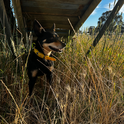 The Riverina Collar 3.0