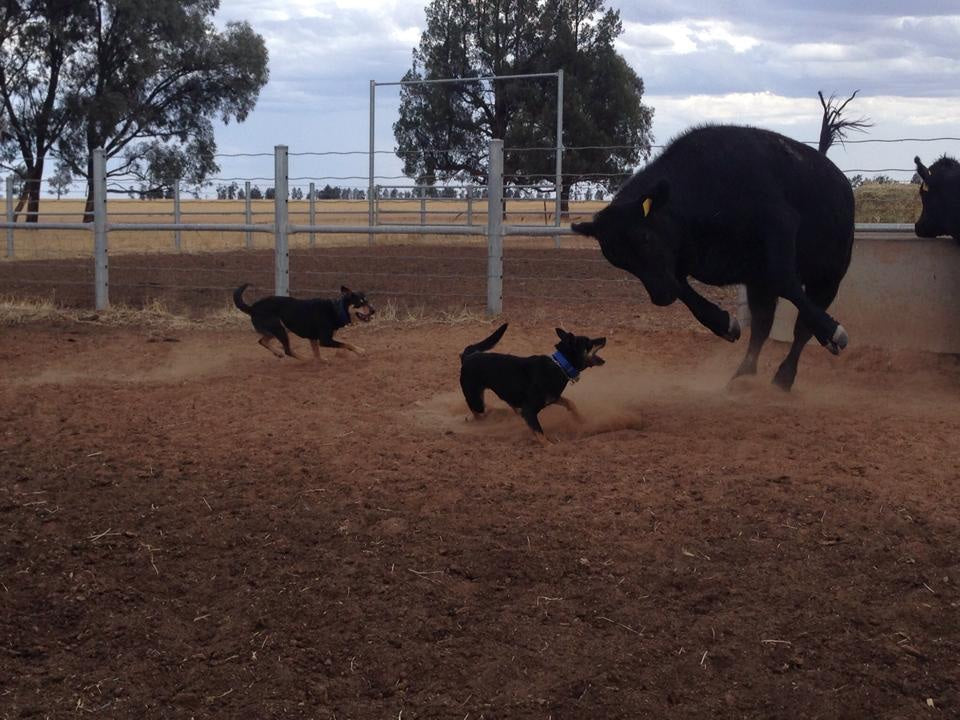 Working dogs yarding a heifer at Willurah Station, Conargo