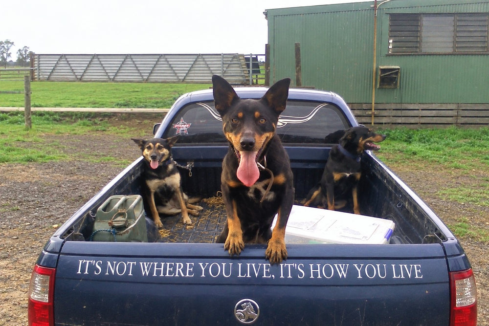 Three working dogs on Lloyd’s old ute, with the saying across the tailgate