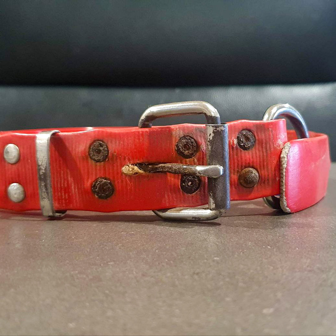 Old Riverina collar with rusted rivets and buckle